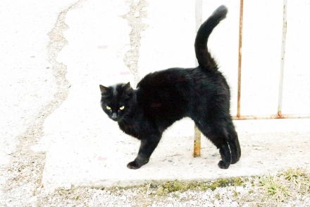 И „черни котки” в Черния петък, който трае цял месец